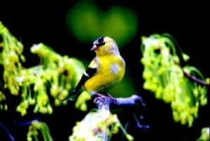 Molting American Goldfinch