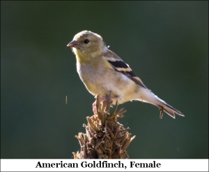 Stacy American Goldfinch Female