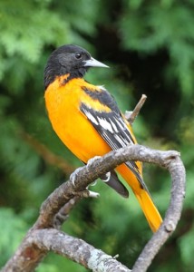 Graffius Oriole 2 small