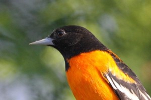 Graffius Oriole 3 small