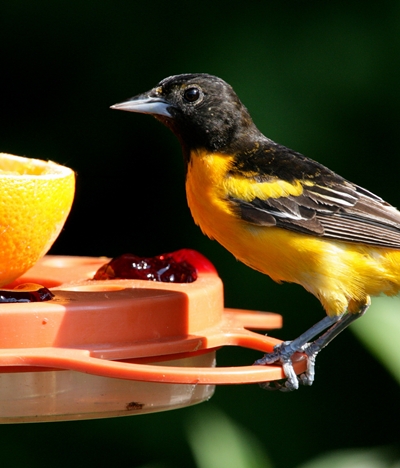 Attracting Orioles to Your Yard