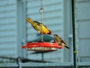 Oriole Father feeding baby