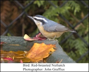 Birdbath Graffius 5