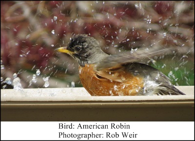 Birdbath Rob Wier 3