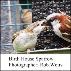 Rob Wiers Sparrow 1