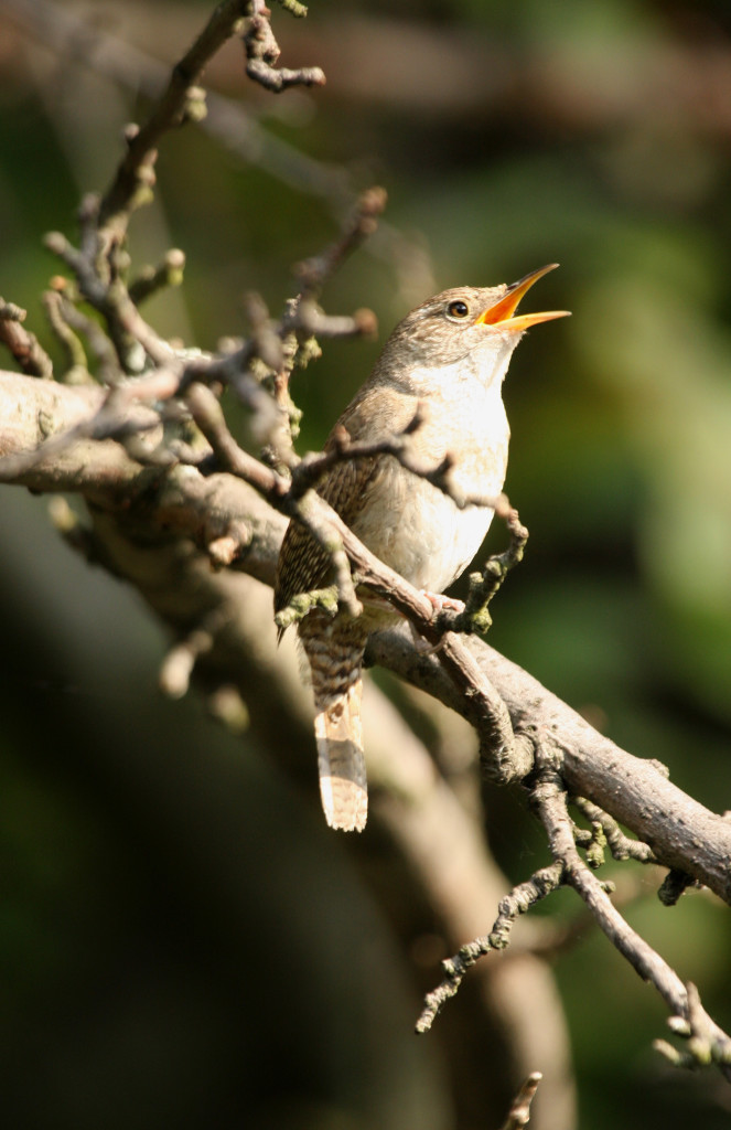 House Wren