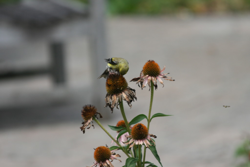 goldfinch-rosann-4