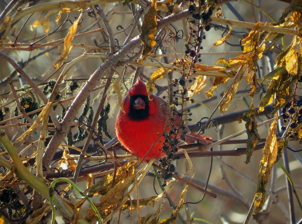 Northern Cardinal