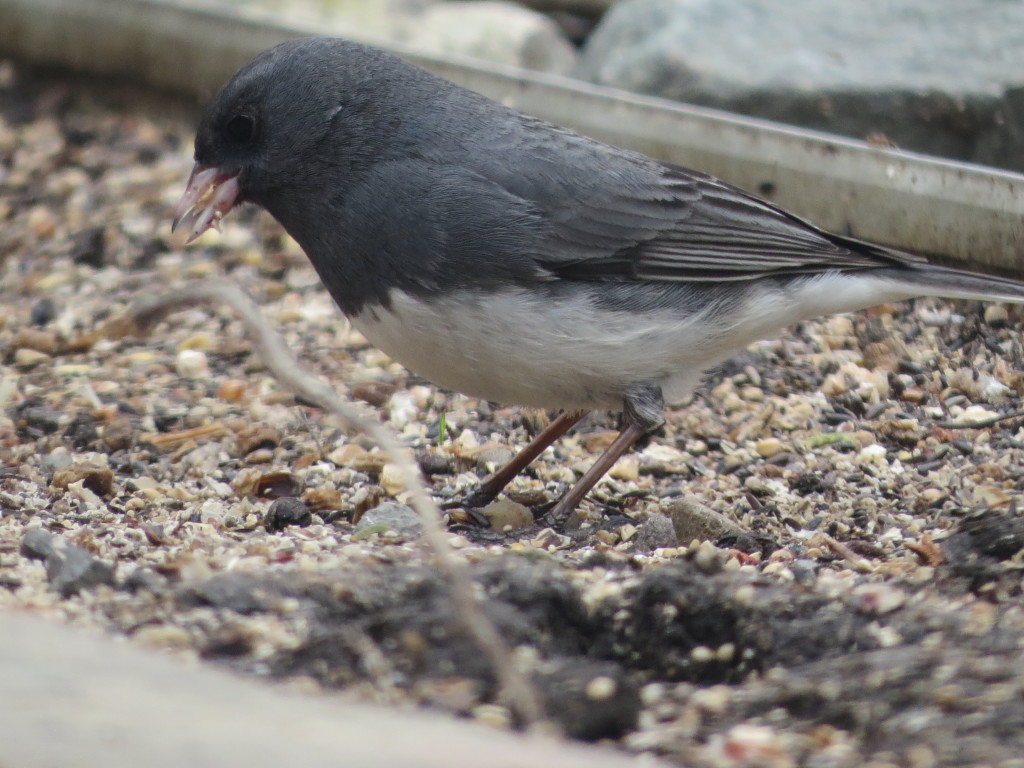 Dark-eyed Junco