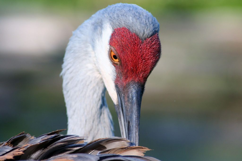 Five fast facts about loud but lovely sandhill cranes