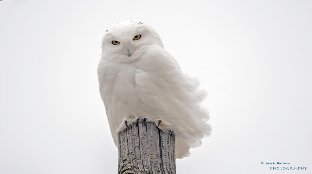 It's Going to be a Snowy (Owl) Winter