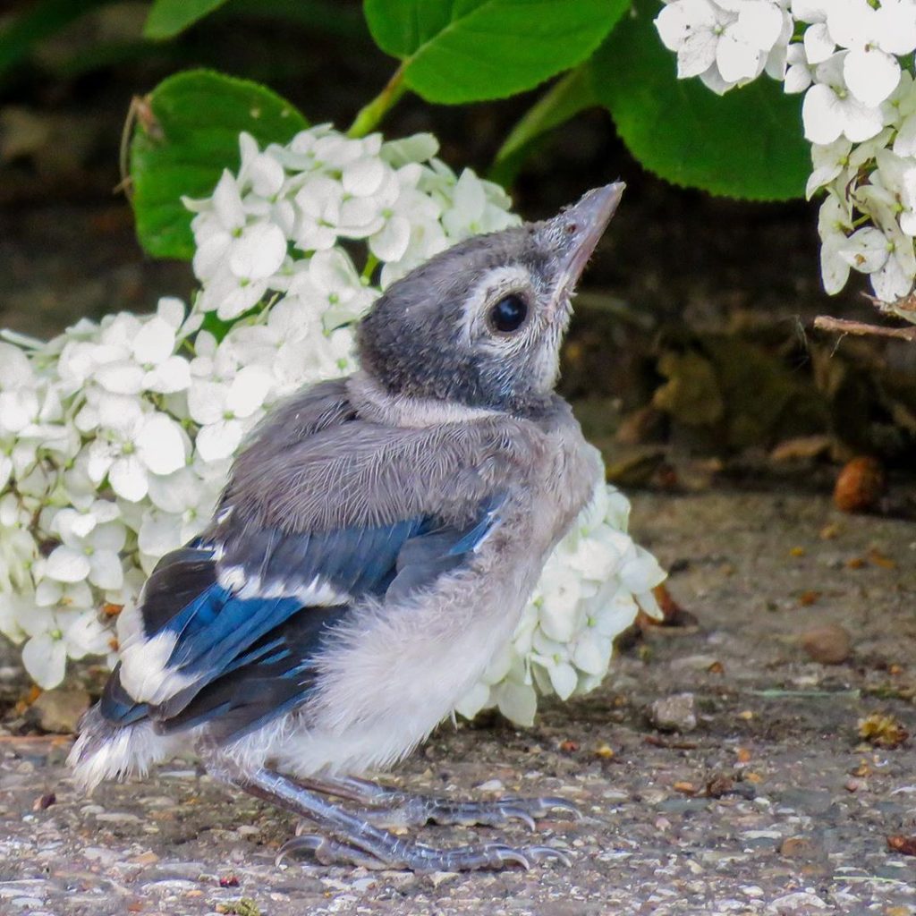 Explore Missouri: Baby Blue Jay