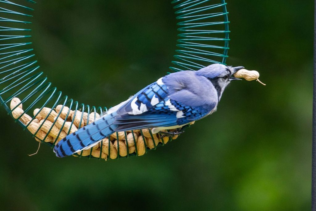 Fascinating Blue Jays 