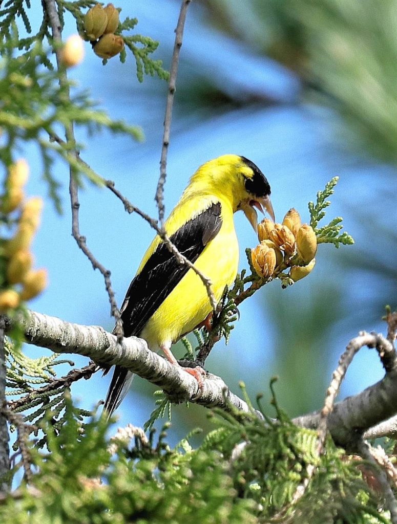 American Goldfinch